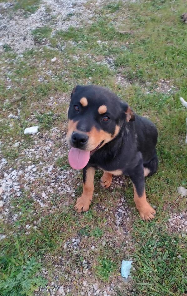 Saetta Cucciola Simil Rottweiler